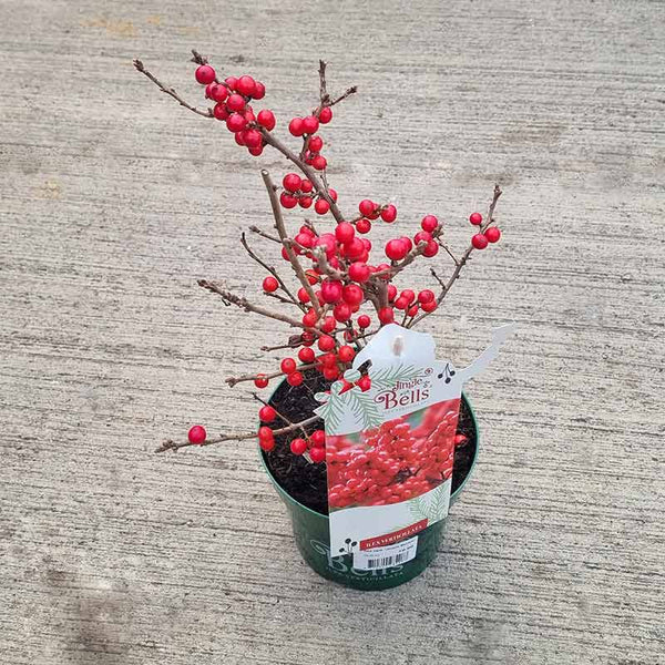 Ilex Verticillata ‘Jingle Bells’ (f) (2-Litre Pot)