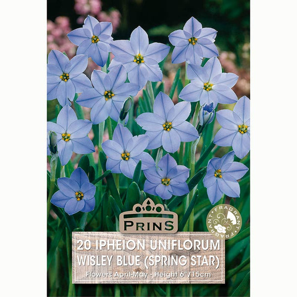 Ipheion Wisley Blue Bulbs