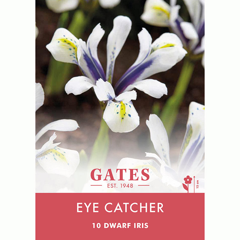 Dwarf Iris Eyecatcher bulbs 