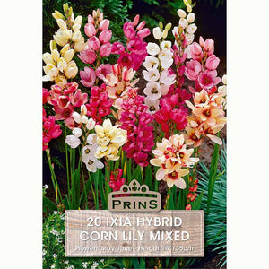 Ixia Hybrid Corn Lily Mixed Bulbs
