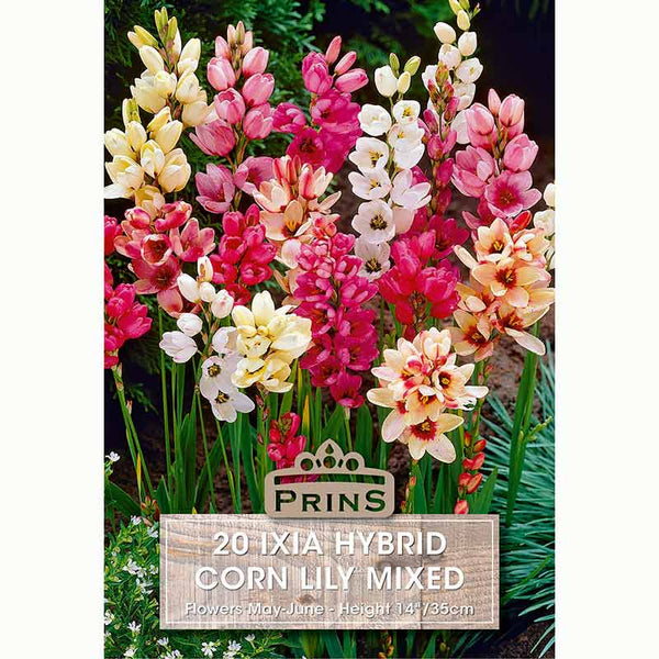 Ixia Hybrid Corn Lily Mixed Bulbs