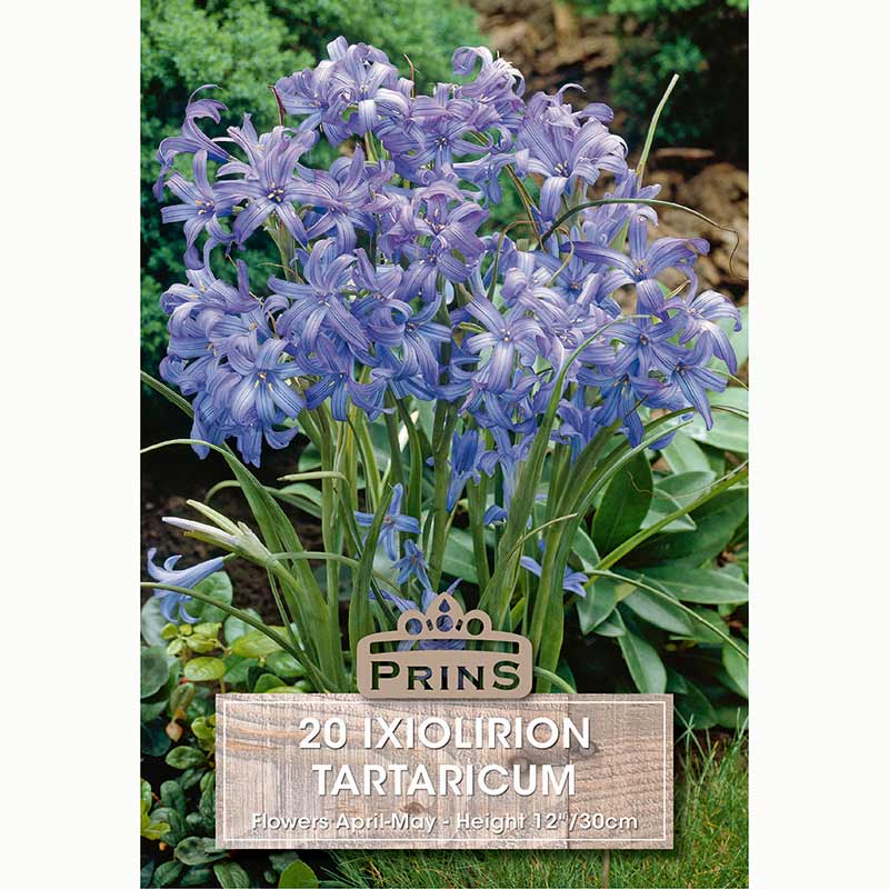 Ixiolirion Tartaricum bulbs