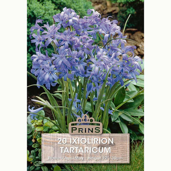 Ixiolirion Tartaricum bulbs
