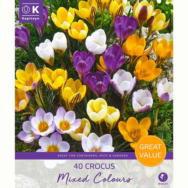 Crocus Bulbs in Mixed Colours