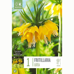 Fritillaria imperialis ‘Lutea’ Bulb