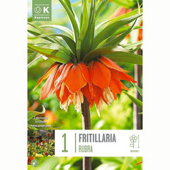 Kapiteyn Fritillaria Imperialis Rubra Bulb