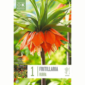 Kapiteyn Fritillaria Imperialis Rubra Bulb