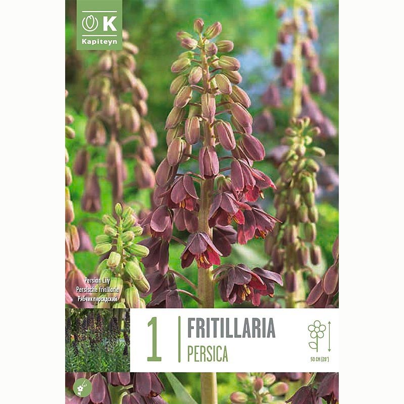 Kapiteyn Fritillaria Persica Bulb