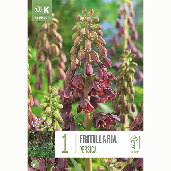 Kapiteyn Fritillaria Persica Bulb