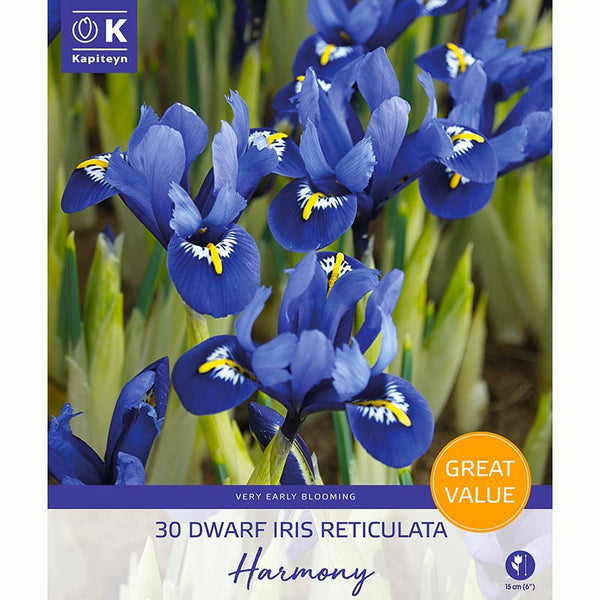 Kapiteyn Iris Harmony Bulbs