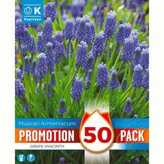Kapiteyn Muscari Armeniacum Grape Hyacinth Bulbs