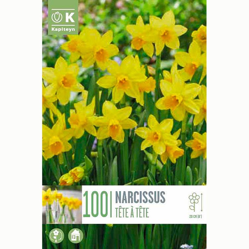 Narcissus Tete a Tete Daffodils 100 Bulbs 
