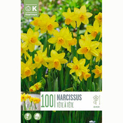 Narcissus Tete a Tete Daffodils 100 Bulbs 