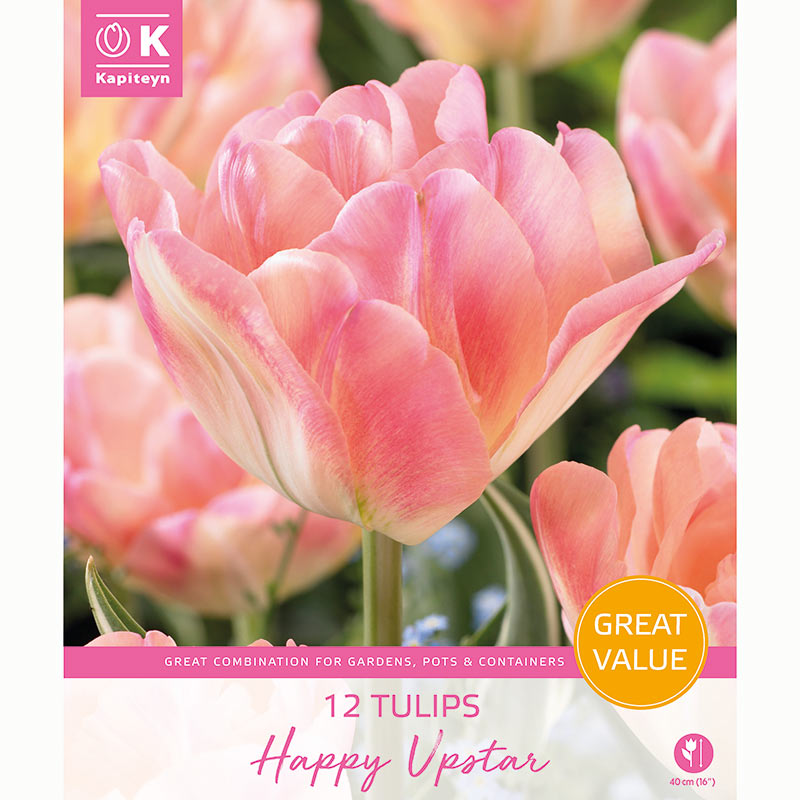 Kapiteyn Tulip Happy Upstar Bulbs