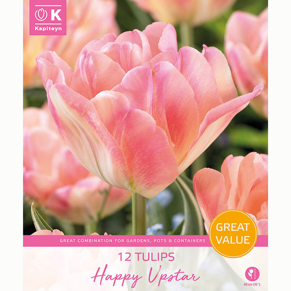 Kapiteyn Tulip Happy Upstar Bulbs