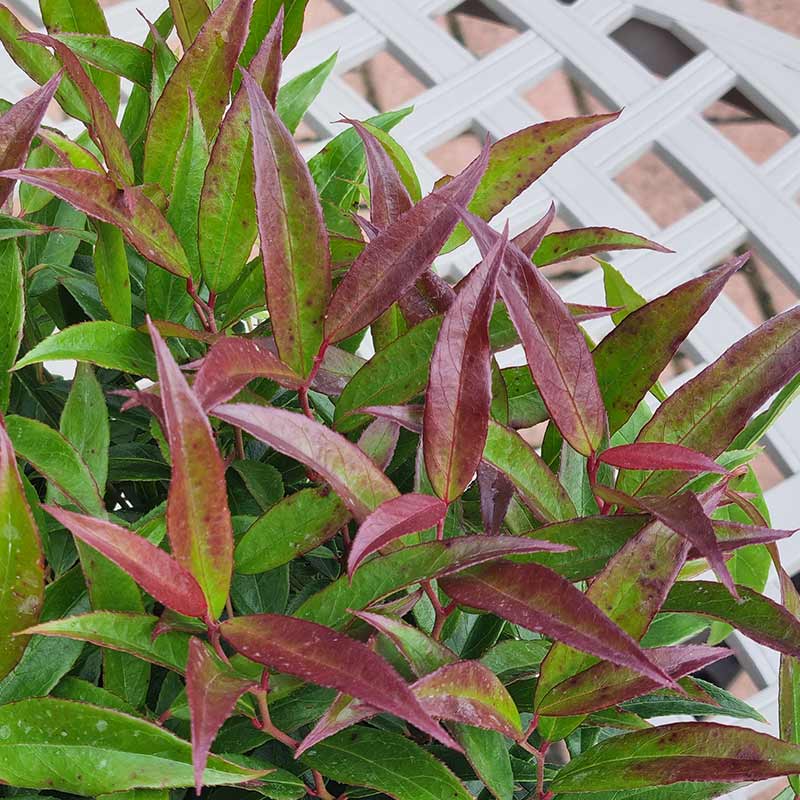 Leucothoe ‘Burning Love’ 2-litre pot