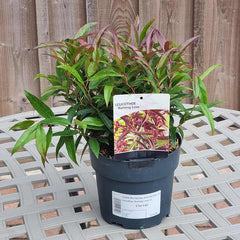 Leucothoe ‘Burning Love’ 2-litre pot