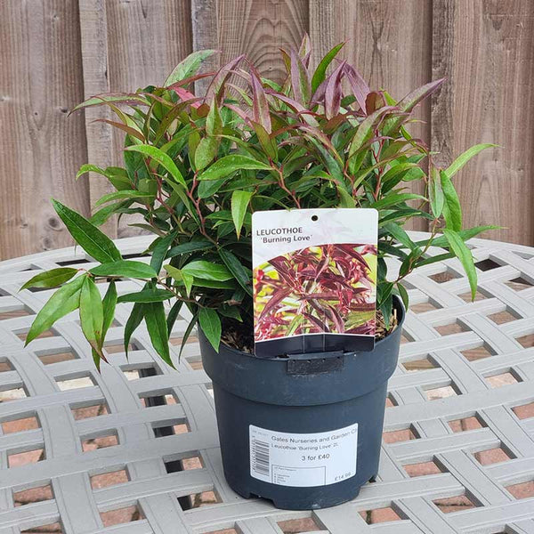 Leucothoe ‘Burning Love’ 2-litre pot