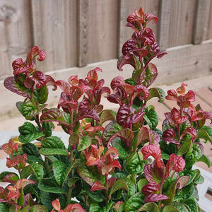 Leucothoe axillaris ‘Curly Red’ foliage