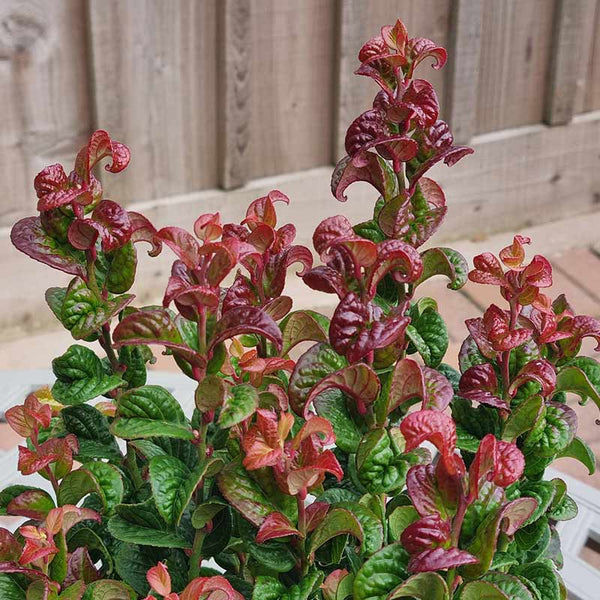 Leucothoe axillaris ‘Curly Red’ foliage