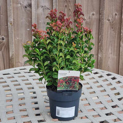 Leucothoe axillaris ‘Curly Red’ 