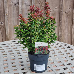 Leucothoe axillaris ‘Curly Red’ 
