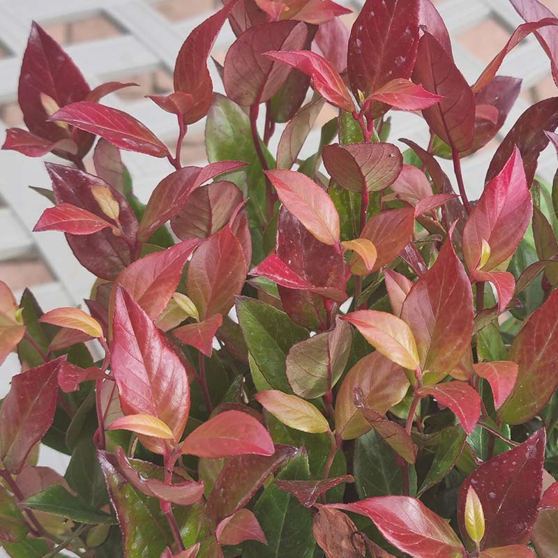 Leucothoe Scarletta (2-Litre Pot)