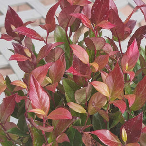 Leucothoe Scarletta (2-Litre Pot) Foliage