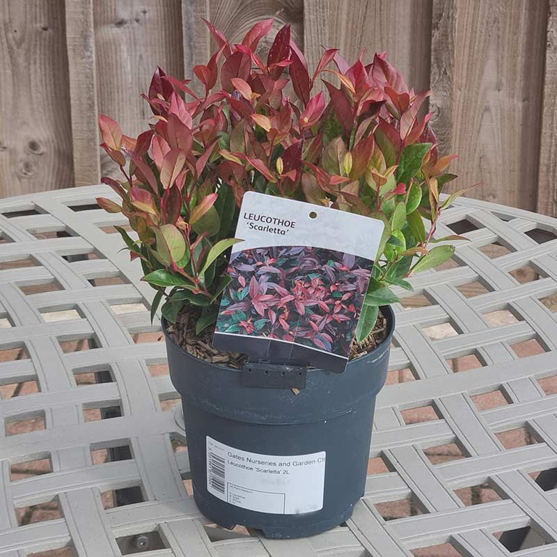Leucothoe Scarletta (2-Litre Pot)