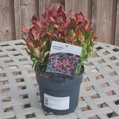 Leucothoe Scarletta (2-Litre Pot)
