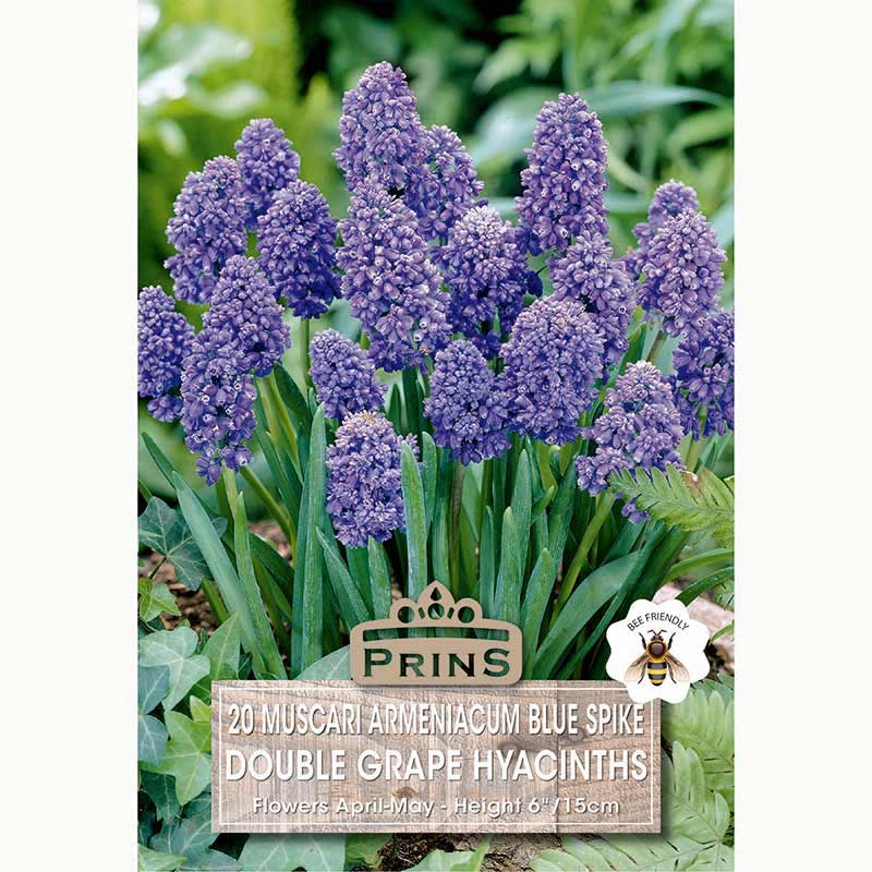Muscari Blue Spike Double Grape Hyacinth Bulbs