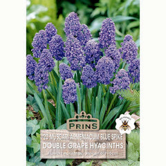 Muscari Blue Spike Double Grape Hyacinth Bulbs