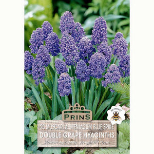 Muscari Blue Spike Double Grape Hyacinth Bulbs