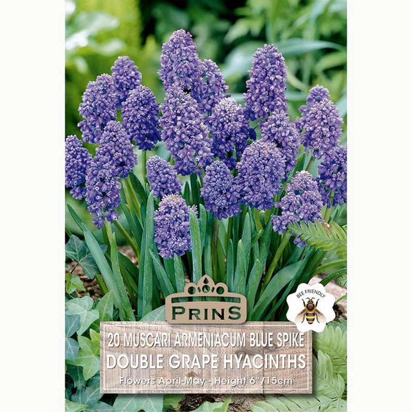 Muscari Blue Spike Double Grape Hyacinth Bulbs