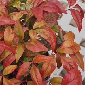 Nandina Domestica ‘Fire Power’ (2-Litre Pot) Foliage