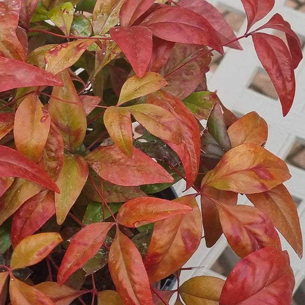Nandina Domestica ‘Fire Power’ (2-Litre Pot) Foliage