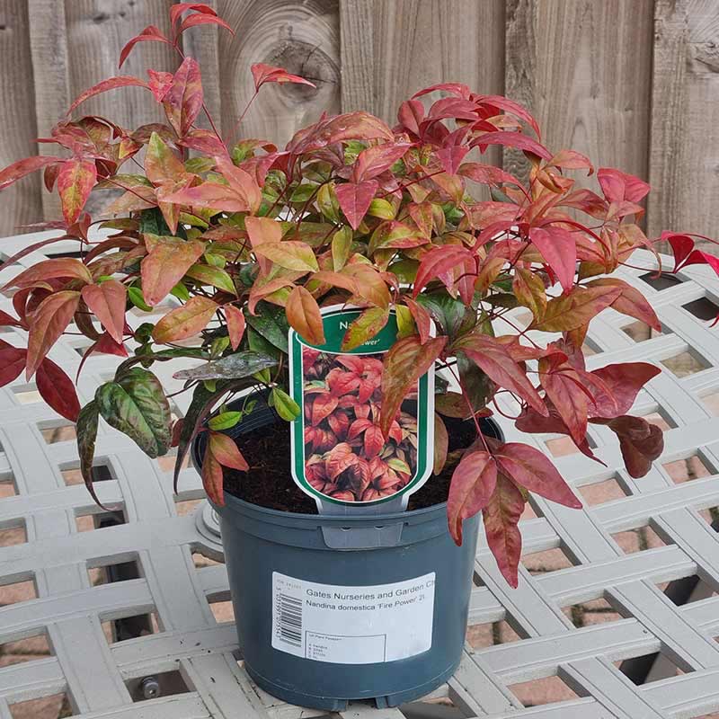 Nandina Domestica ‘Fire Power’ (2-Litre Pot)