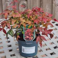 Nandina Domestica ‘Fire Power’ (2-Litre Pot)