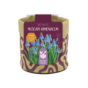 Small Nectar Kit with Muscari Armeniacum Bulbs
