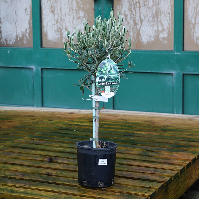 Olea Europaea Standard Olive Tree