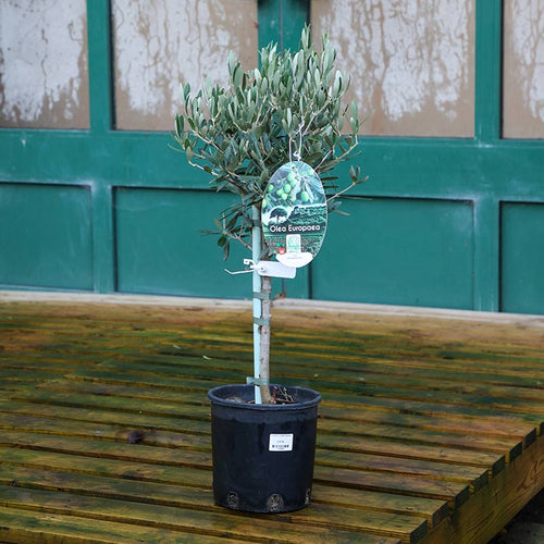 Olea Europaea Standard Olive Tree