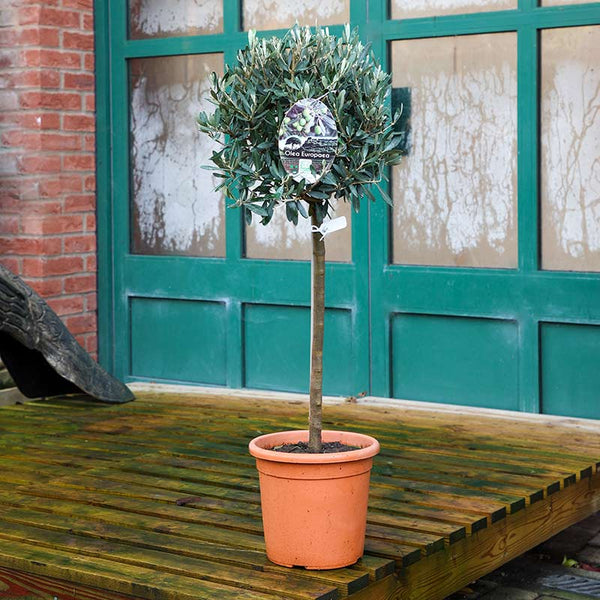 Olea Europaea Standard Olive Tree