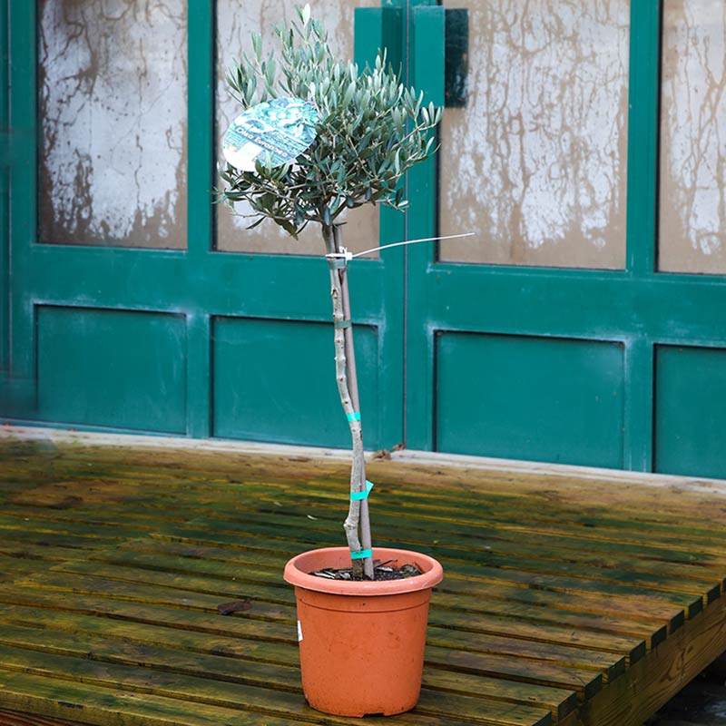 Olea Europaea Standard Olive Tree