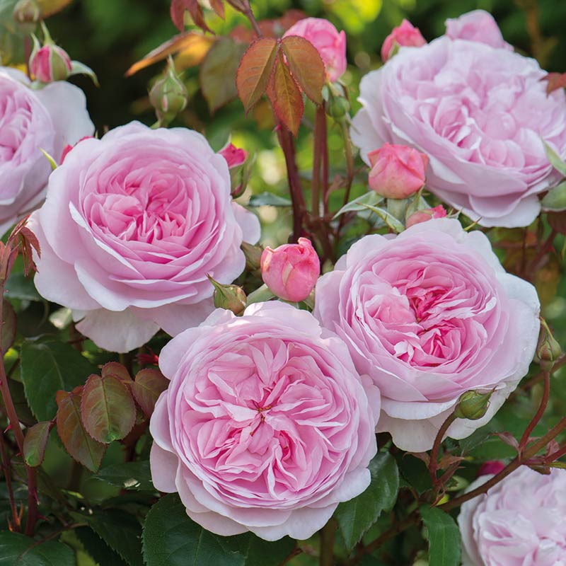 David Austin Olivia Rose Austin Shrub Rose