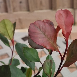 Photinia x fraseri ‘Little Fenna’ Foliage