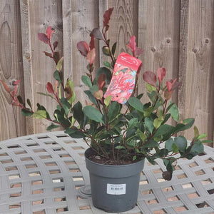 Photinia x fraseri ‘Little Fenna’ 