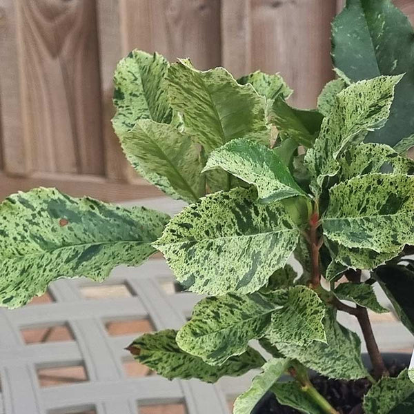 Photinia serratifolia Pink Crispy Foliage