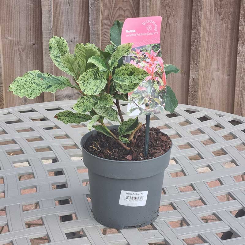 Photinia serratifolia Pink Crispy