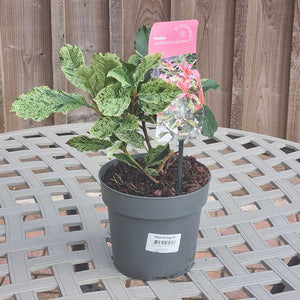 Photinia serratifolia Pink Crispy