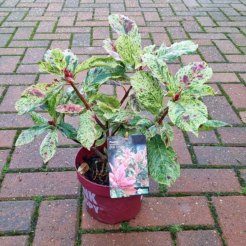 Photinia serratifolia Pink Crispy (2-Litre Pot)